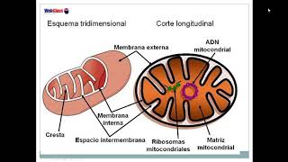 Mitocondrias y cloroplastos Ciencias 8° [upl. by Nylhtak]