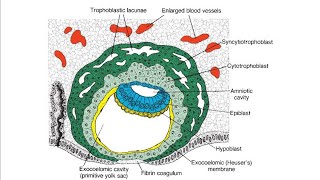 Extraembryonic membranes Development and Functions [upl. by Healion759]