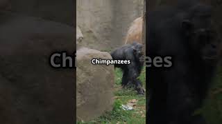 Do chimpanzees mourn their dead [upl. by Esilenna]