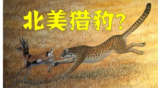 世界第二快的叉角羚真的是美洲猎豹逼出来的吗？ [upl. by Mercy]