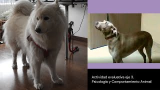 Seguimiento de la mirada un experimento con mi perro [upl. by Boehike]