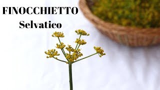 FINOCCHIETTO SELVATICO raccogliere conservare  Erbe aromatiche in cucina  RICETTE DI GABRI [upl. by Bradlee8]