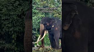 Pinnawala Elephant Orphanage tour travel srilanka elephants trendingshorts Gokitetoursindia [upl. by Kamp864]