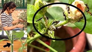 Simple Solution for Mealybug White insects [upl. by Jamille667]