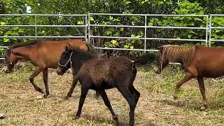 There are 13 new pony horses in farm for training riding and pulling tourists off the car [upl. by Aserej]