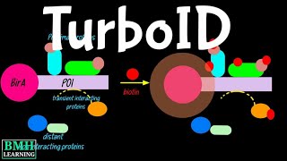 TurboID  BioID  TurboID Based Proximity Labelling  New Proximity Labelling Technology [upl. by Aicenad]