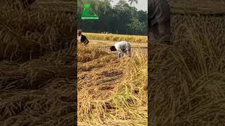 আমন ধান কাটায় ব্যস্ত কৃষক  AGRICARE 24 [upl. by Ibur636]