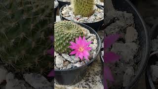 Rebutia Violaciflora cactos [upl. by Trstram]