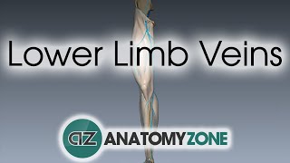 Lower Limb Veins Overview  3D Anatomy Tutorial [upl. by Katherine336]