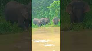 Happened to see a Borneo pygmy elephant during a river cruise  Kinabatangan river [upl. by Joselyn]