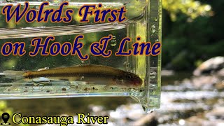 Snorkel Fishing the Conasauga River Snorkel Hole 4 New Species [upl. by Wolfgram]