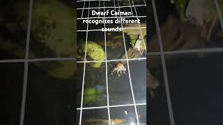 Cuviers Dwarf Caiman recognizes different sounds dwarfcaiman reptiles training [upl. by Allehs]