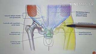 SUPERFICIAL FASCIA OF THE ANTERIOR ABDOMINAL WALL by Dr BENJAMIN WINCENT [upl. by Ahsinrats]