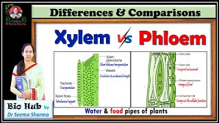 Xylem Vs Phloem [upl. by Jermain]