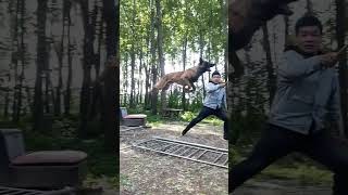 Belgian malinois jump training jumpingdog [upl. by Averir801]