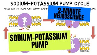 2Minute Neuroscience SodiumPotassium Pump [upl. by Bonnee]