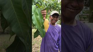 Harvesting Nam Dok Mai mangos in Thailand [upl. by Eilatan]