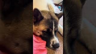 ビリビリ遊びの後満足して寝たモカ akita japaneseakita americanakita 寝相 ビリビリ 秋田犬 dog イギリスscotland sleeping [upl. by Asilej514]