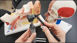 Ear Examination Tools  Otoscope  Tuning Fork Test [upl. by Grim]