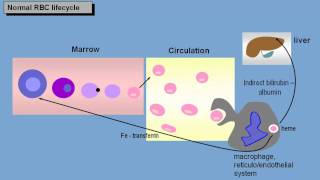 Anemia basic pathophysiology  normal red cell lifecycle [upl. by Adnawyt781]