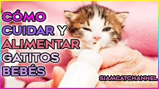 Cómo Cuidar y Alimentar Gatitos Bebes Gatos Abandonados o que perdieron a su madre SiamCatChannel [upl. by Benjy959]