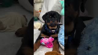 Isn’t she a cute rottie puppy😍 [upl. by Gilliam]