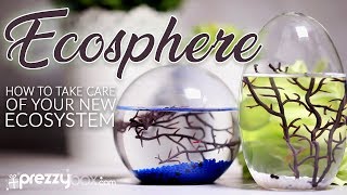 Ecosphere  A How To Guide [upl. by Sheline]