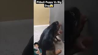 Pitbull puppy with gsd dog real fight shorts fight trending viral [upl. by Nalek]