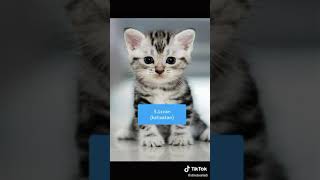 Nama2 kucing nabi [upl. by Geller]