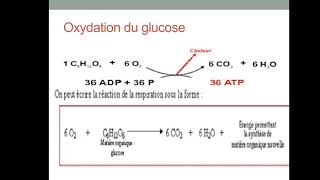 la bioénergétique Première Année Médecine [upl. by Victoria870]