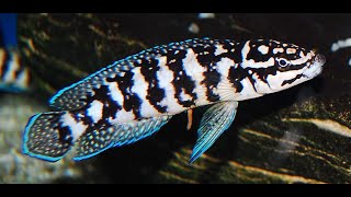 Julidochromis sp kombe Zambia transcriptus Gombe [upl. by Stav]