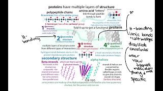 Recap of primary secondary tertiary amp quaternary protein structure summary of 3°4° video [upl. by Attenohs]