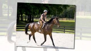 Riding Schools  Busby Equitation Centre [upl. by Haberman716]