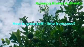 How to grow kaffir lime tree from seed [upl. by Nyrahs]