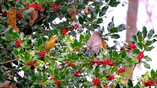 Robins Feeding on Holly Berries [upl. by Allehcim]