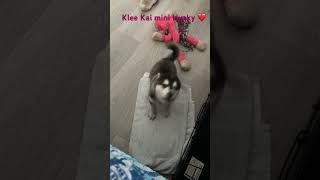 Lucky Charm Farms Beverly Hills Florida  cute puppies Klee Kai mini Husky sharing her feelings ❤️🐶 [upl. by Alva]