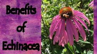 The Benefits of Echinacea [upl. by Ondrej]