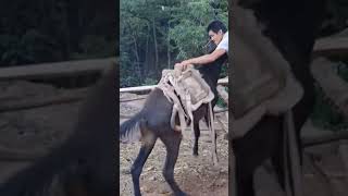 The process of installing the wood saddle for the horse [upl. by Sunny]