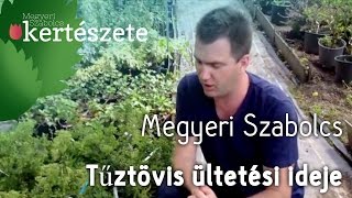 Tűztövis ültetése  Tűztövis ültetési ideje  Pyracantha coccinea  Megyeri Kertészet webáruház [upl. by Blumenfeld]