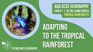 Adapting to the Tropical Rainforest  AQA GCSE Geography  Tropical Rainforests 2 [upl. by Sinned]