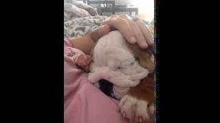 Un chiot bulldog ronfle pendant son sommeil [upl. by Sibell]