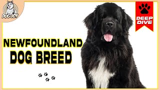 The Ultimate Newfoundland Dog Breed Guide Everything You Need to Know [upl. by Seleta179]