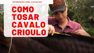 Tosa em Cavalos  Como tosar Cavalo Crioulo [upl. by Selden]