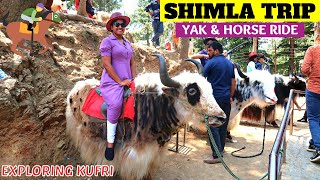 SHIMLA TOURIST PLACES IN TAMIL  Kufri Shimla  Kufri Horse Ride  shimlatrip [upl. by Bohaty48]