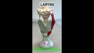 Larynx [upl. by Fraase556]