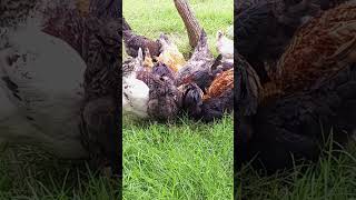 SASSO CHICKEN FARMING CHICKEN REARING POULTRY FARMING FREE RANGE CHICKEN FARMING [upl. by Eidurt616]