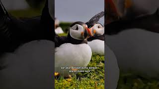 Puffin Atlantik yang cantik birds animals [upl. by Eyar]