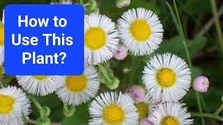 What Plant Is That Edible amp Medicinal Plants You Can Forage  Pennsylvania Fleabane [upl. by Arodoeht57]