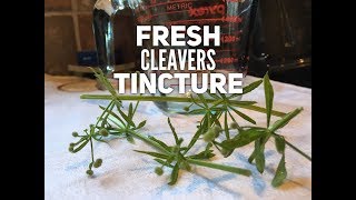 HERBAL BASICS Medicine Making  Making Fresh Cleavers Tincture  EARTHSEED DETROIT [upl. by Earvin]