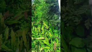 Cryptocoryne wendtii green and bolbitis a jungle scape [upl. by Atinev909]